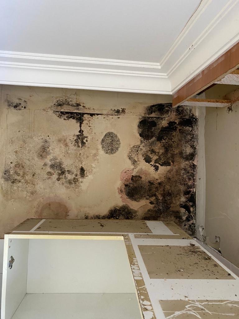 Mould Removal Gold Coast