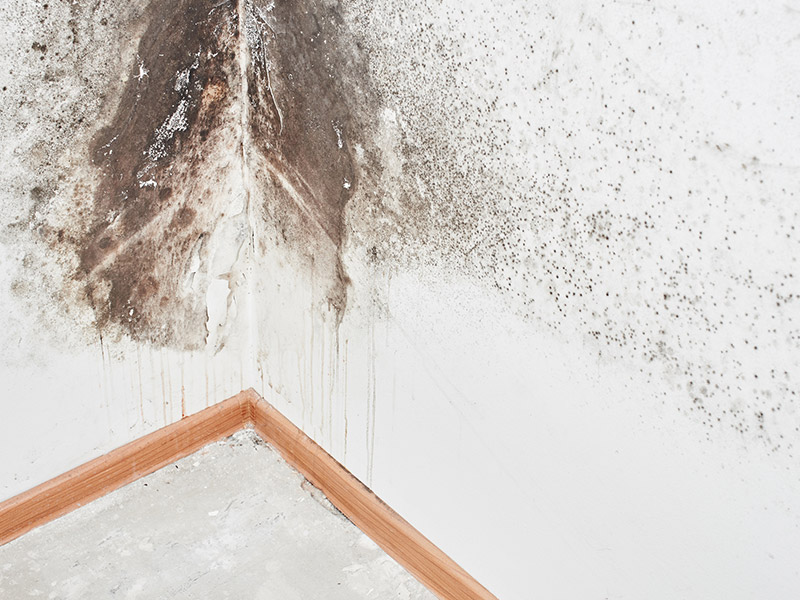 Mould Detection and Remediation in Melbourne Home