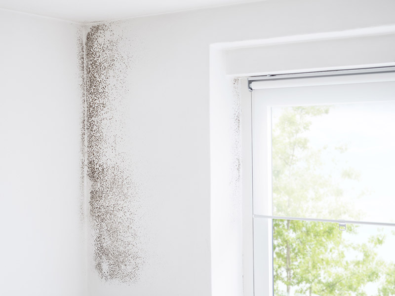 Mould in Gold Coast Home