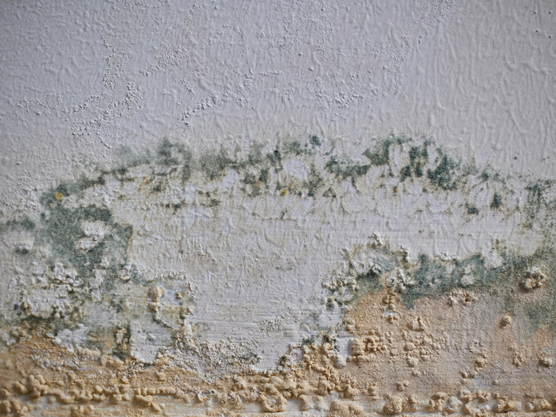 Mould Remediation Experts in Byron Bay and the Surrounding Areas