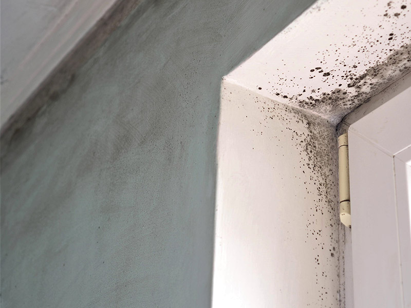 Mould Detection and Remediation in Gold Coast Home